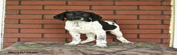 German Shorthaired Pointer dogs for sale: Gus - Ad 8