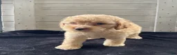 Cockapoo dogs for sale: Sweetie  - Ad 5