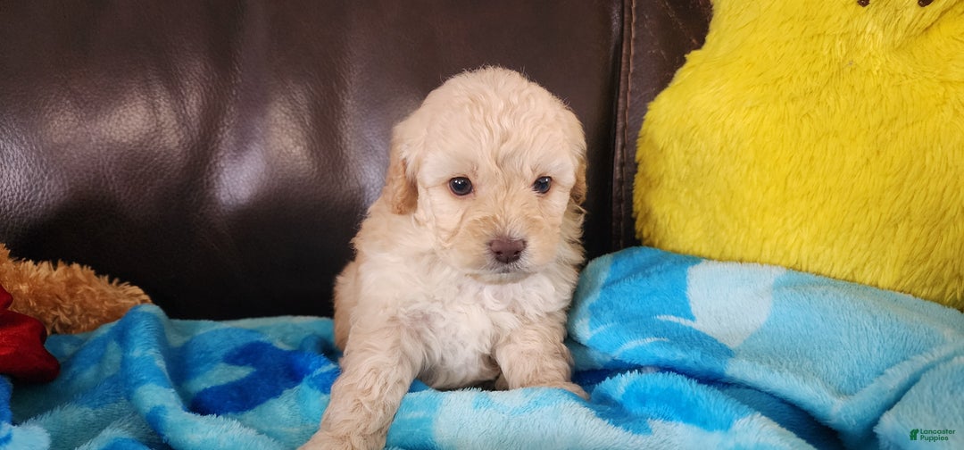 Shihpoo dogs for sale: Graham - Ad 2