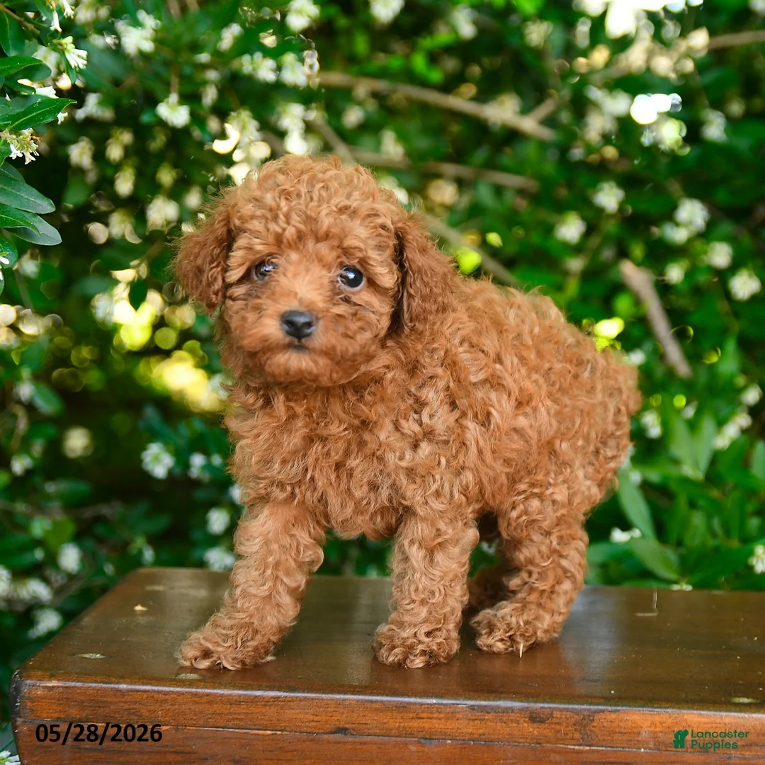 Toy Poodle dogs for sale: Scarlett - Ad 2