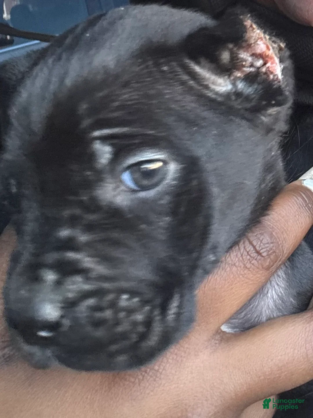 Cane Corso dogs for sale: Cane Corso Puppy 1 - Ad 2