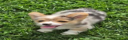Welsh Corgi Pembroke dogs for sale: Gorgeous George  - Ad 13