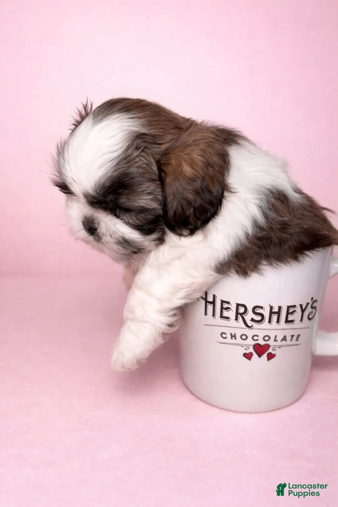 Shih Tzu dogs for sale: Mr Cuddles  - Ad 1