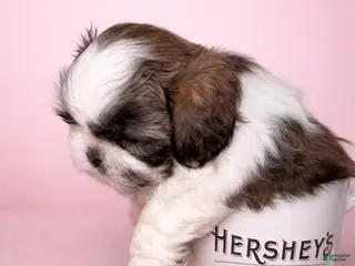 Shih Tzu dogs Mr Cuddles - Ad 11