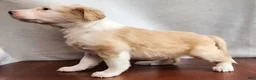 English Shepherd dogs for sale: Mo - Ad 10