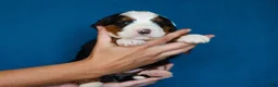 Mini Bernedoodle dogs for sale: Myron - Ad 2