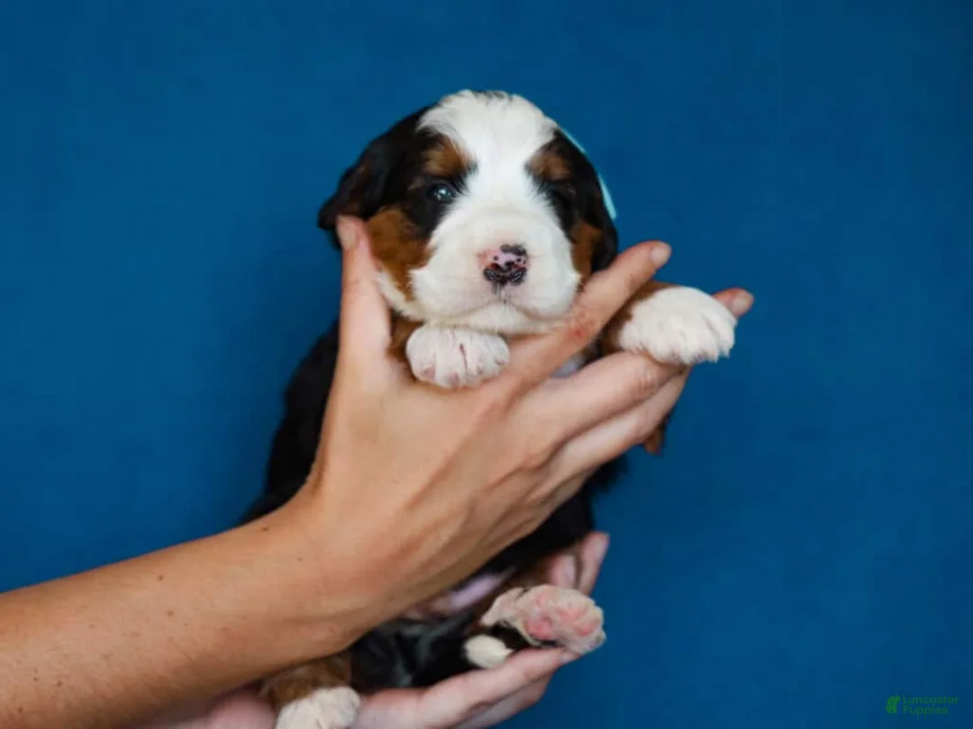 Mini Bernedoodle dogs for sale: Myron - Ad 2