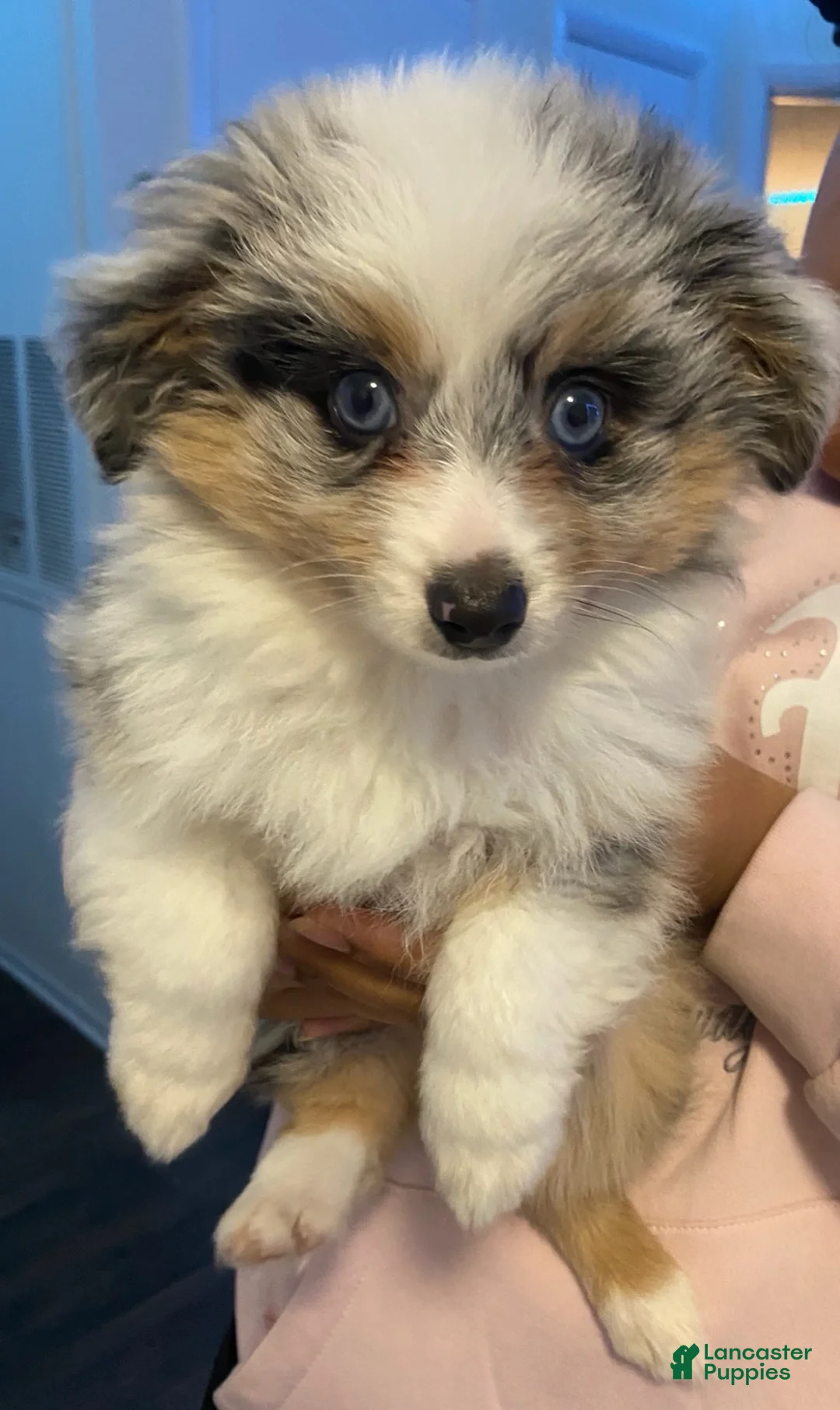 Miniature Australian Shepherd dogs for sale: Mylo - Ad 1