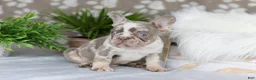 French Bulldog dogs for sale: Pearl - Ad 9