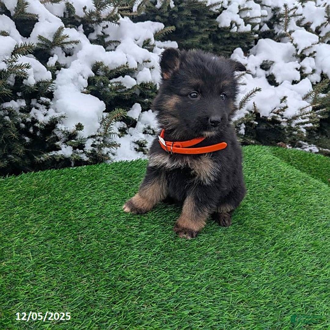 German Shepherd dogs for sale: Candy - Ad 1