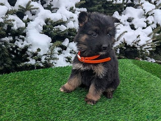 German Shepherd dogs Candy - Ad 8