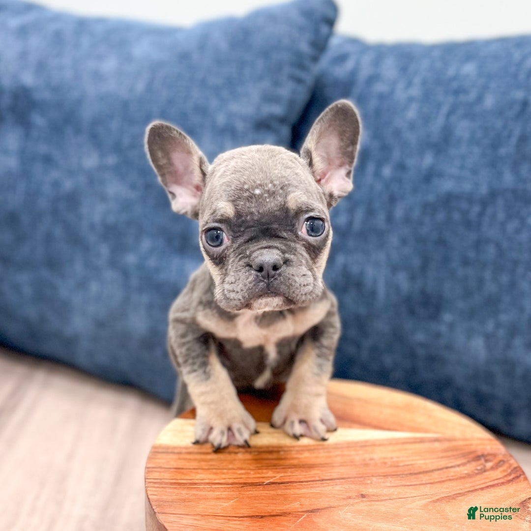 Mixed Breed dogs for sale: Polly - Ad 8