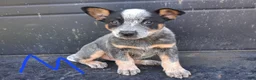 Australian Cattle Dog dogs for sale: Australian Cattle Dog 1 - Ad 10