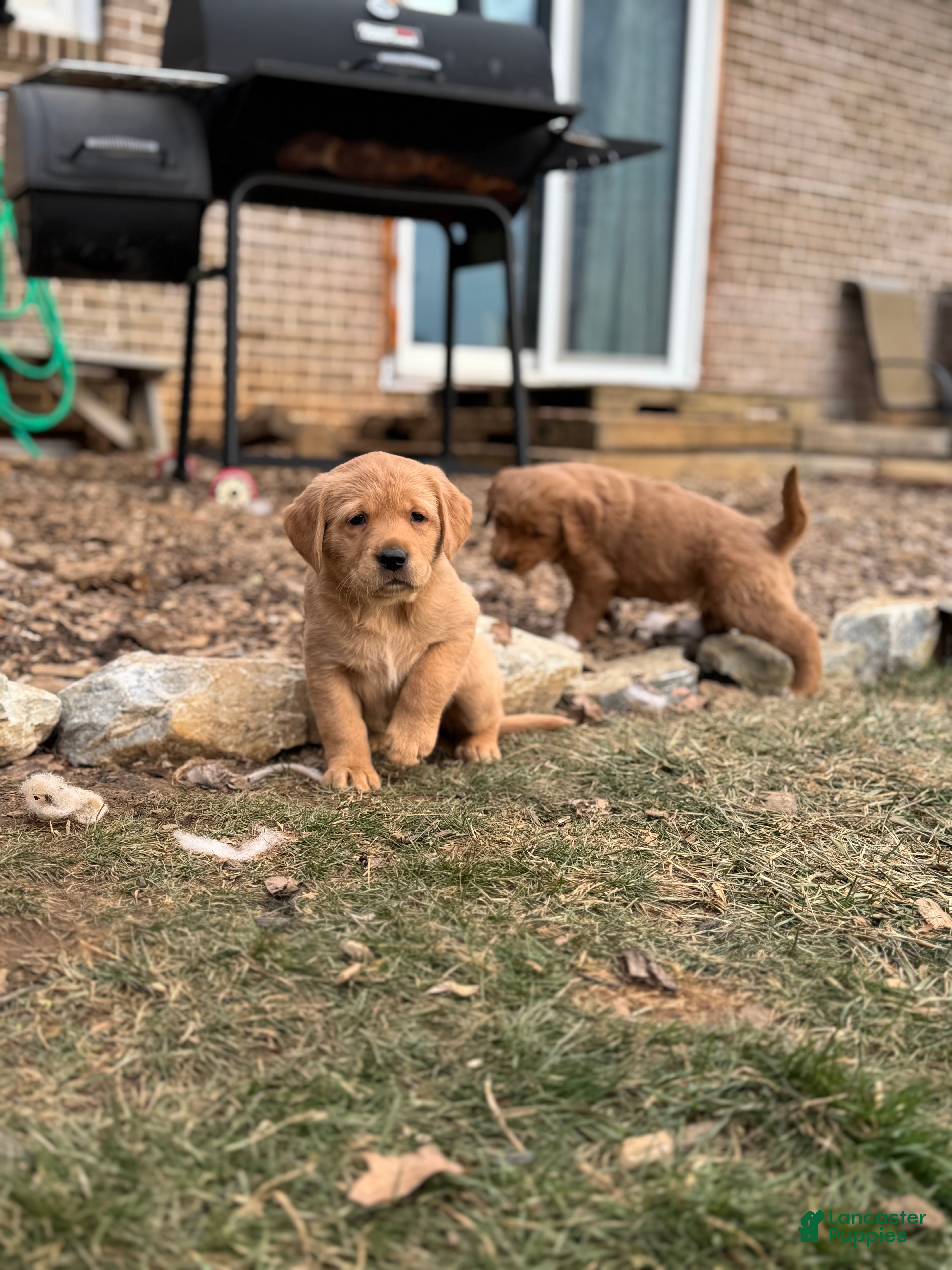 Mixed Breed dogs Honeybun - Ad 32