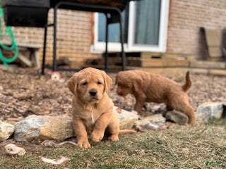 Mixed Breed dogs Honeybun - Ad 38