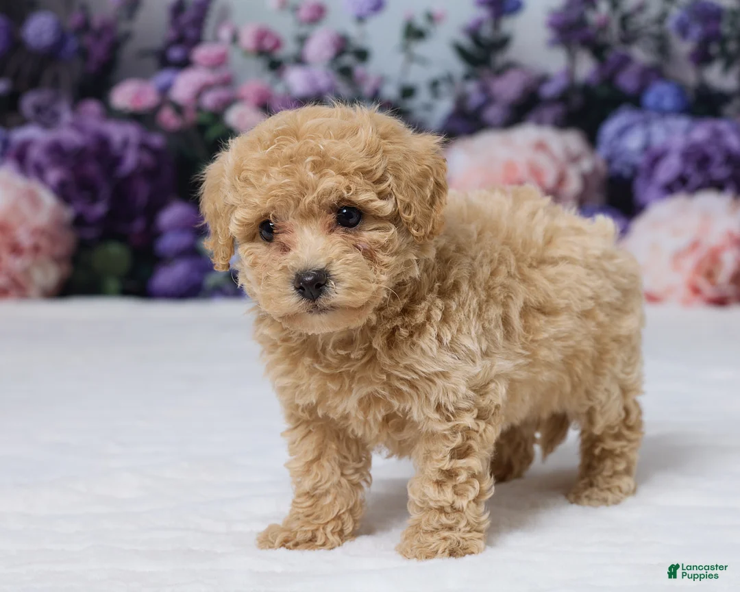 Bichpoo dogs for sale: Della - Ad 5