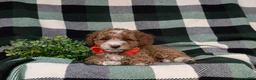 Miniature Poodle dogs for sale: Santiago  - Ad 5