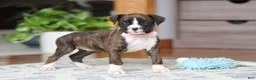 Boxer dogs for sale: Jan - Ad 3