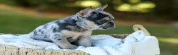 French Bulldog dogs for sale: Cookie - Blue Merle - Ad 10