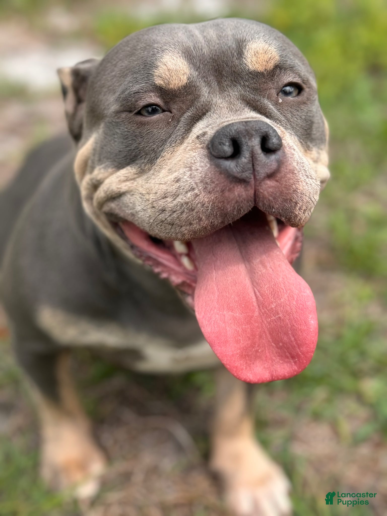 American Bully dogs American Bully Puppy 1 - Ad 3