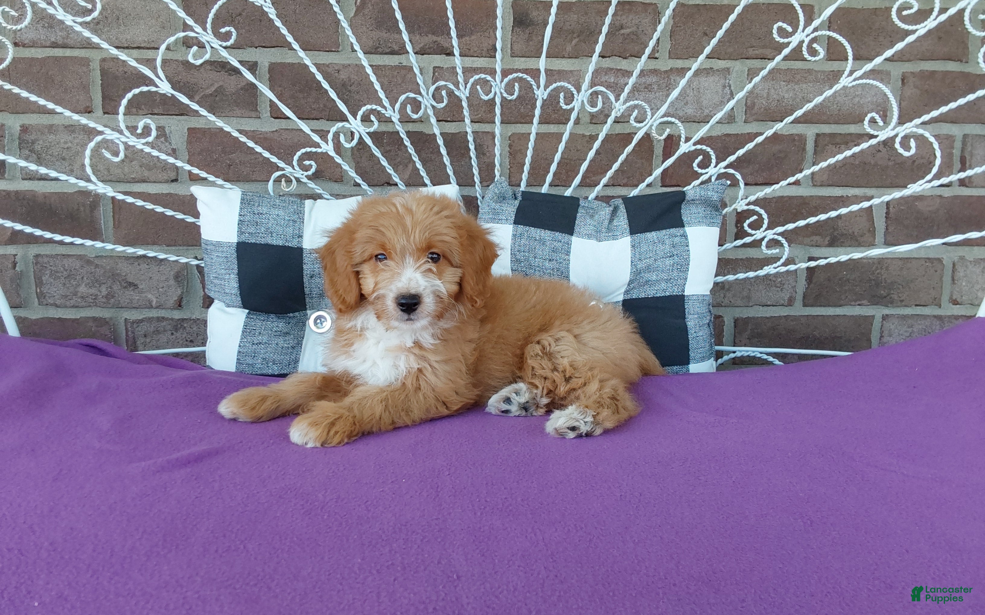 Aussiedoodle dogs Aussiedoodle 2 - Ad 2