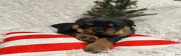 Rottweiler dogs for sale: Marshall - Ad 6