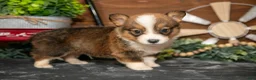 Welsh Corgi Pembroke dogs for sale: Bear Bear - Ad 3