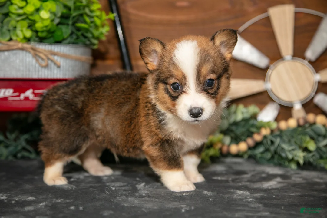 Welsh Corgi Pembroke dogs for sale: Bear Bear - Ad 3