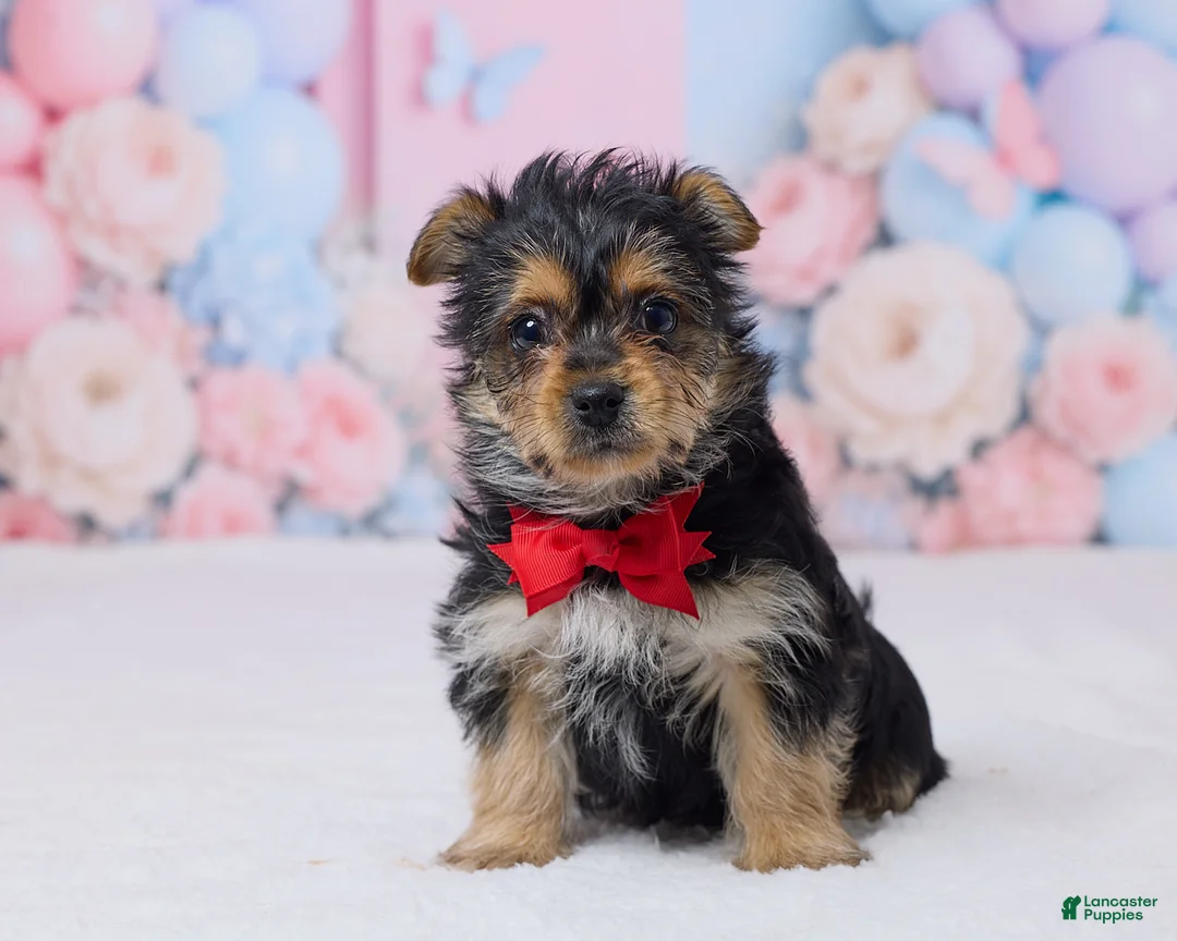 Yochon dogs for sale: Jimmy - Ad 1