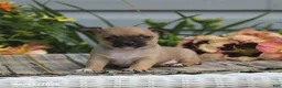 Chihuahua dogs for sale: Caleb - Ad 3