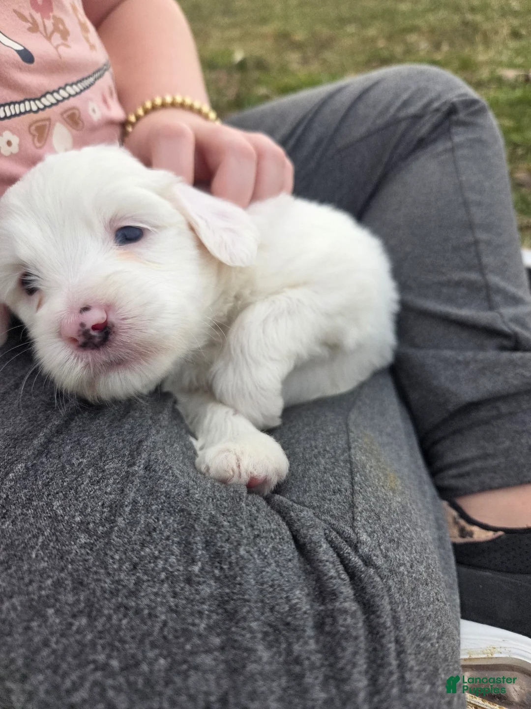Mini Aussiedoodle dogs for sale: Sweetie - Ad 2