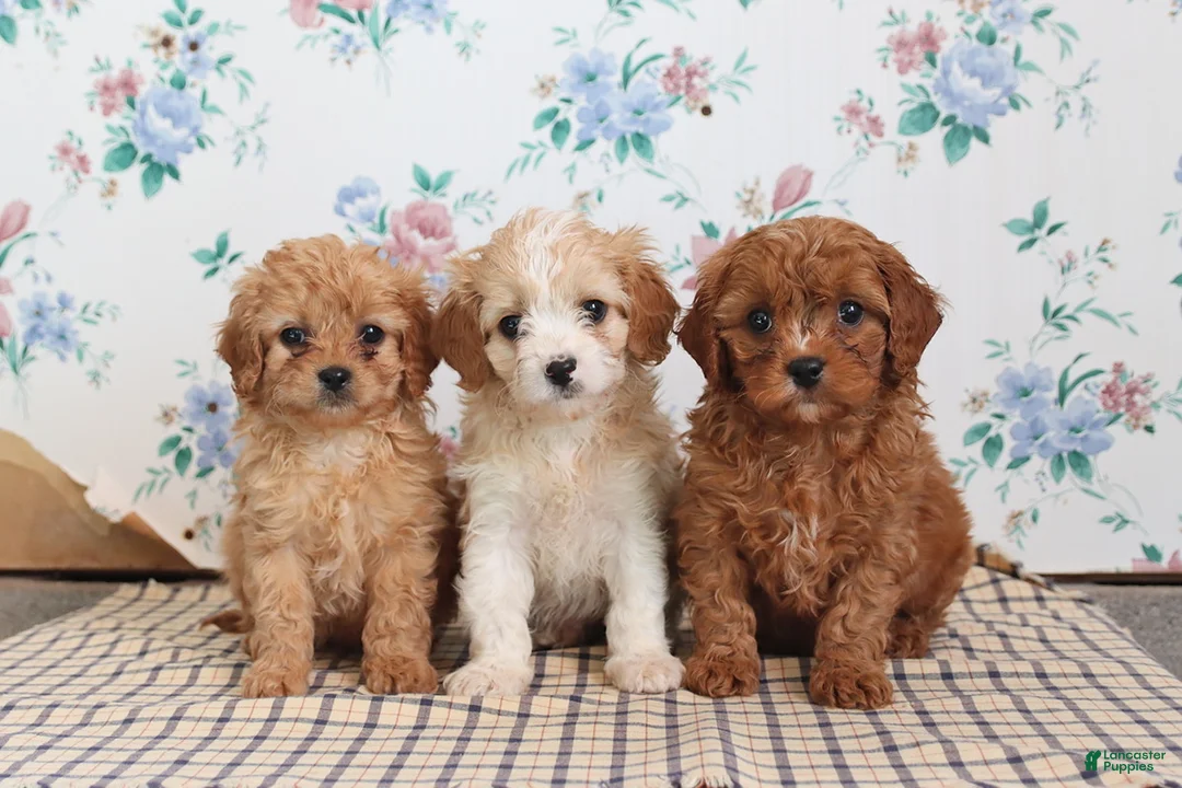 Cavapoo dogs for sale: Pibbles - Ad 2