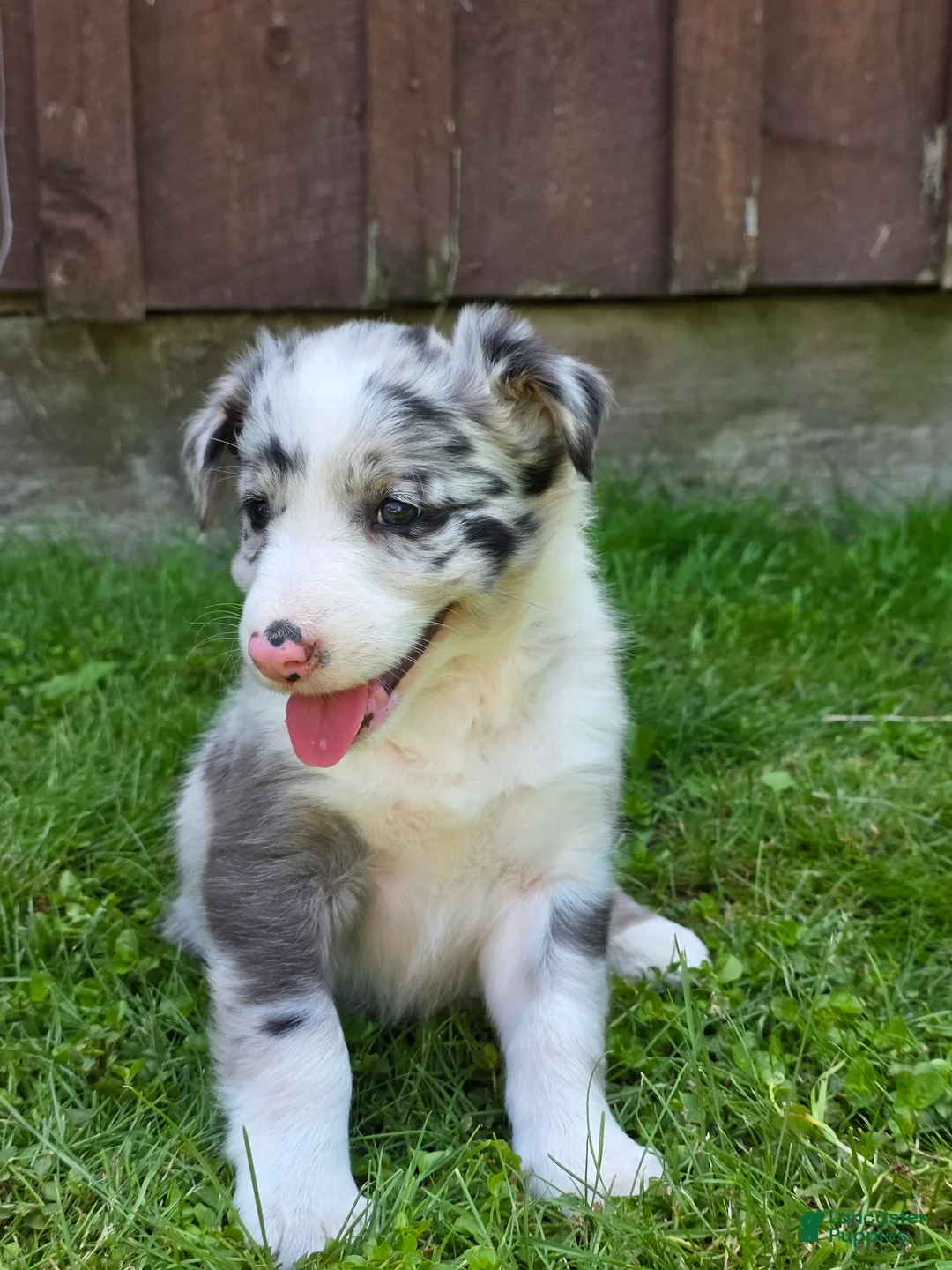 Border Collie dogs for sale: Hazel - Ad 1