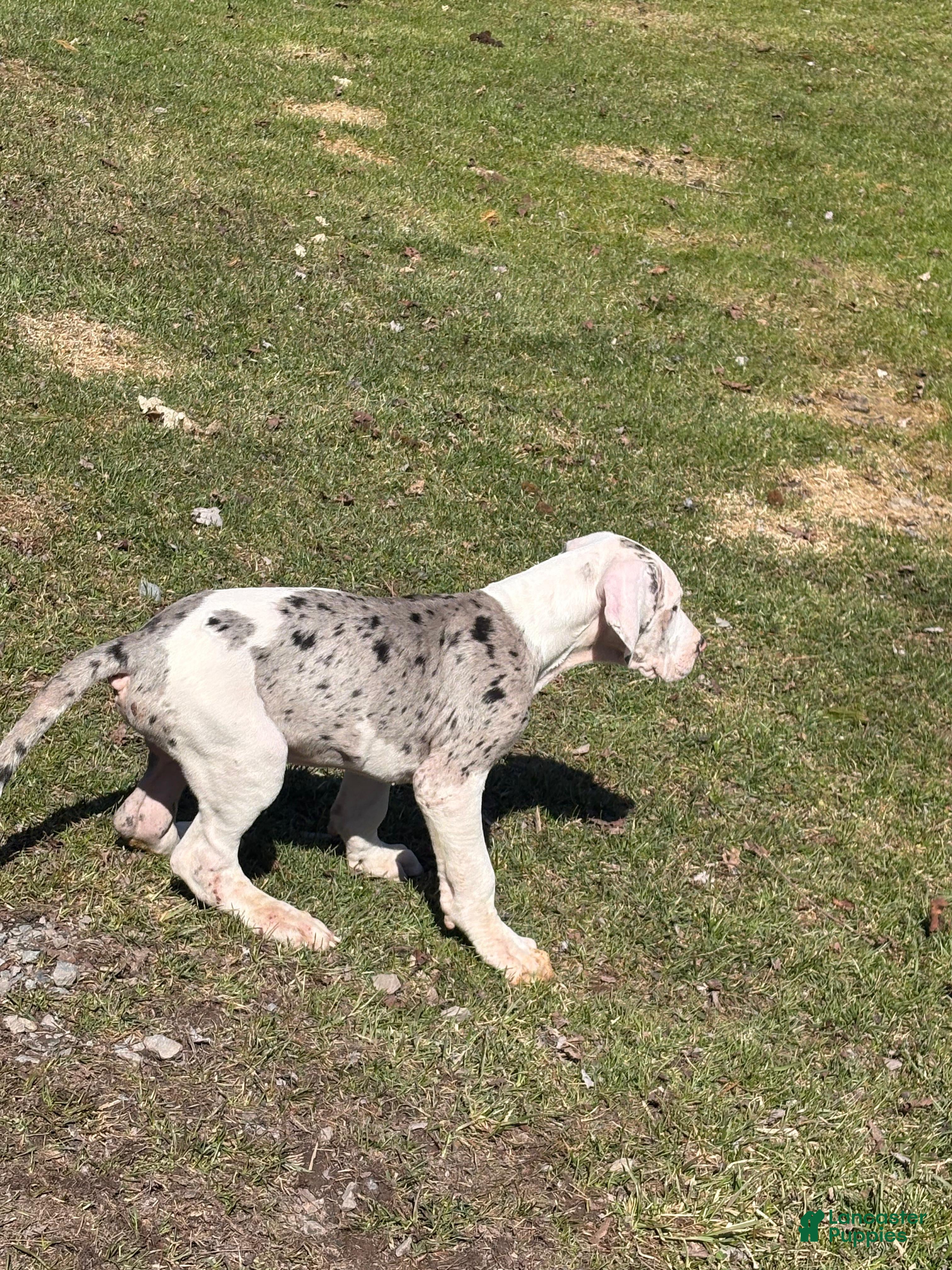 Great Dane dogs Great Dane Puppy 4 - Ad 2