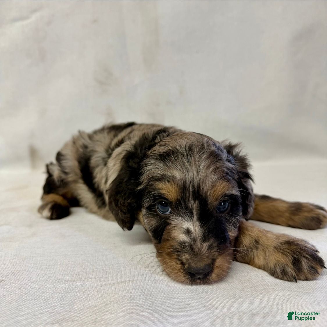 Aussiedoodle dogs Bruno - Ad 1