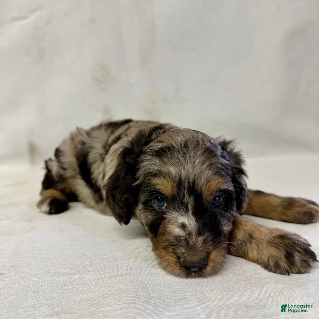 Aussiedoodle dogs for sale: Bruno - Ad 1