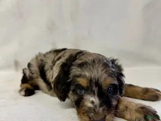 Aussiedoodle dogs for sale: Bruno - Ad 3