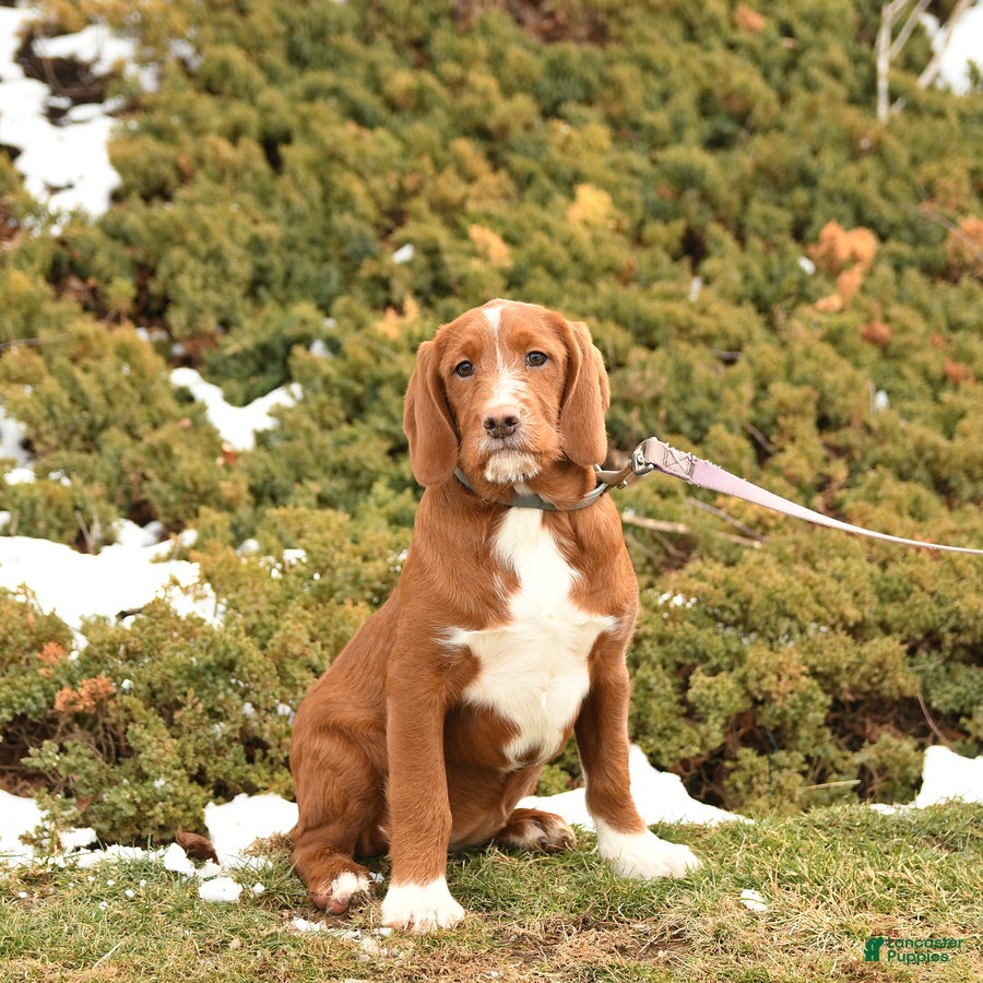 Labradoodle dogs Jingle  - Ad 2