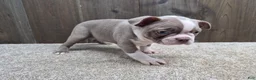 Boston Terrier dogs for sale: Shadow - Ad 3
