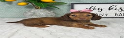 Miniature Dachshund dogs for sale: Danielle  - Ad 6