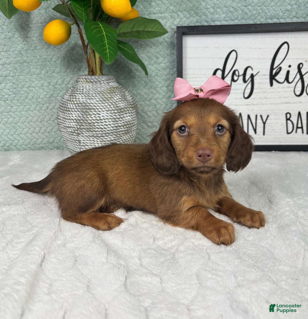 Miniature Dachshund dogs for sale: Danielle  - Ad 6