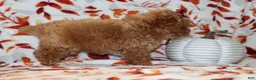 Toy Poodle dogs for sale: Polly - Ad 4