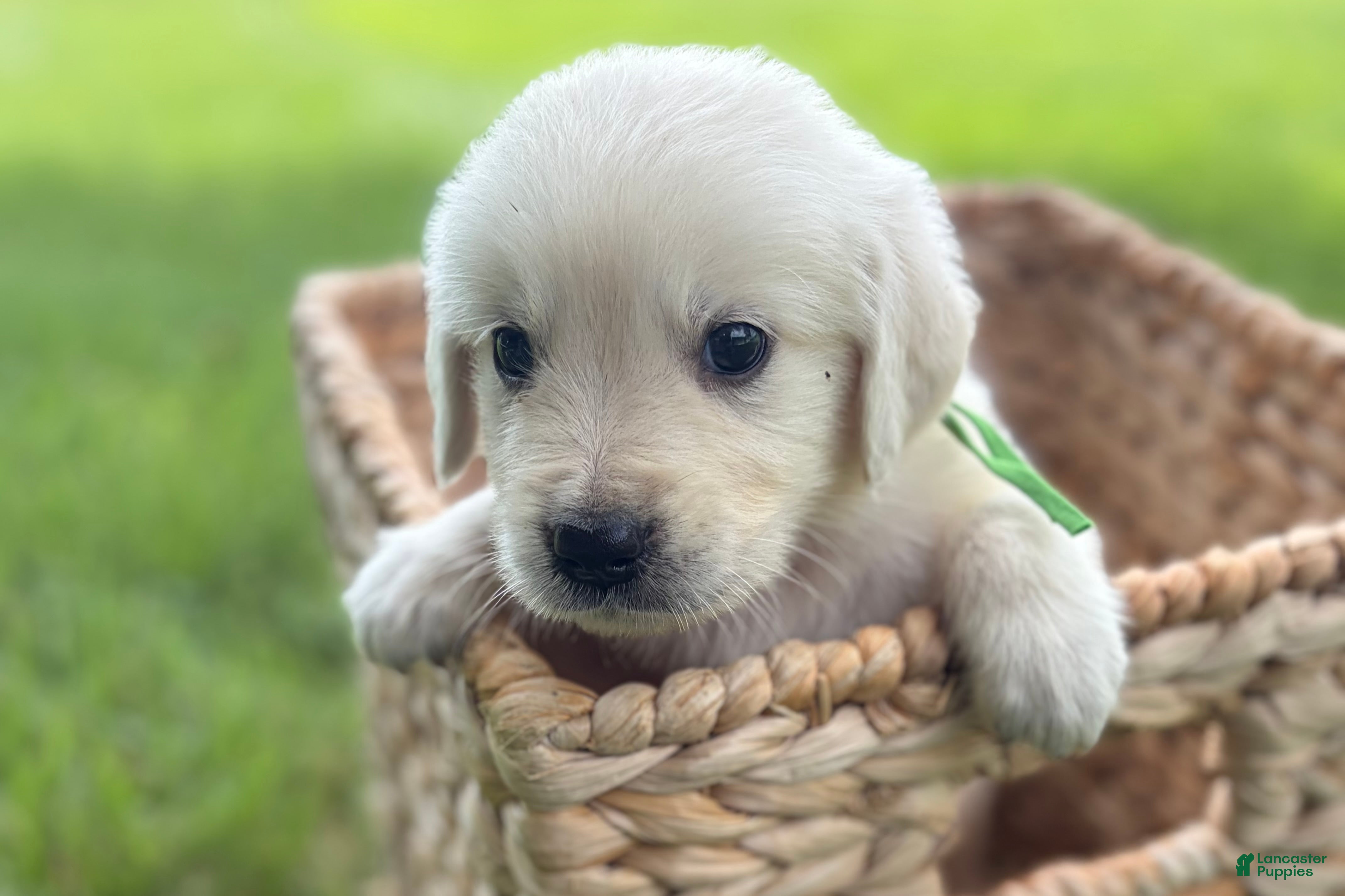 Golden Retriever dogs Green - Ad 1