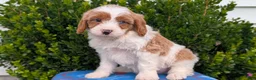 Cavapoo dogs for sale: Namor - Ad 7