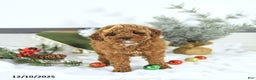 Toy Poodle dogs for sale: Ellie - Ad 4