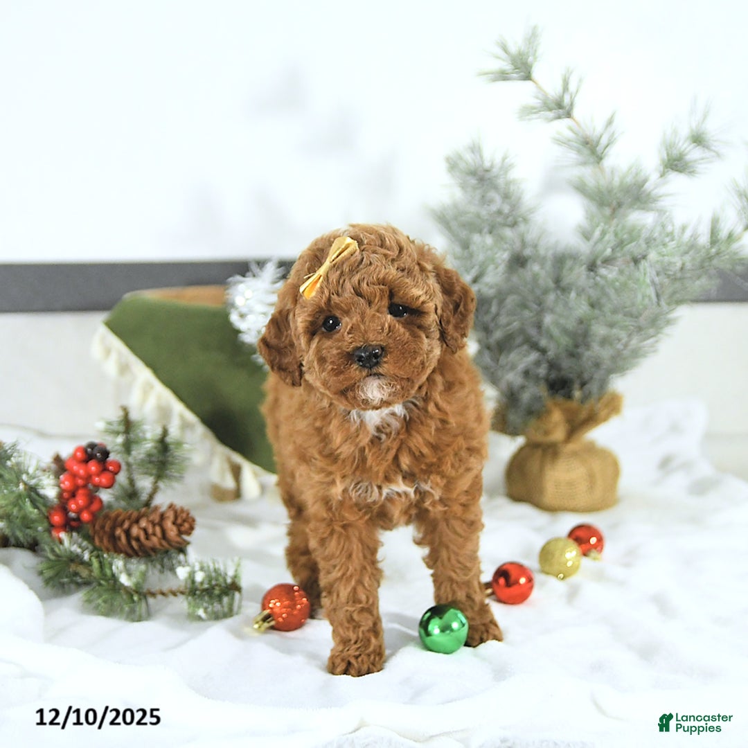 Toy Poodle dogs for sale: Ellie - Ad 4