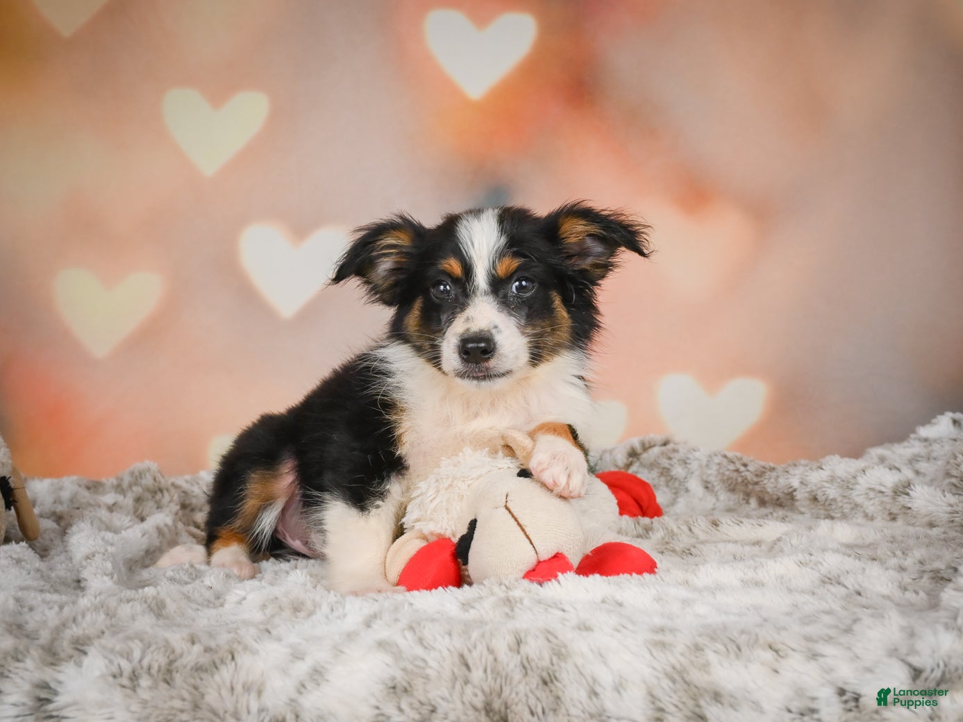Miniature Australian Shepherd dogs Angel - Ad 2