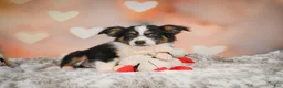 Miniature Australian Shepherd dogs for sale: Angel - Ad 2