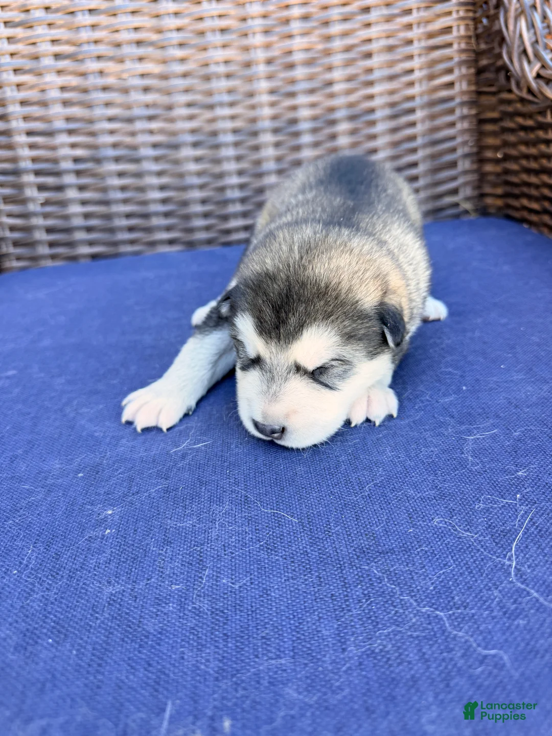 Alaskan Malamute dogs for sale: Alaskan Malamute Puppy 5 - Ad 3