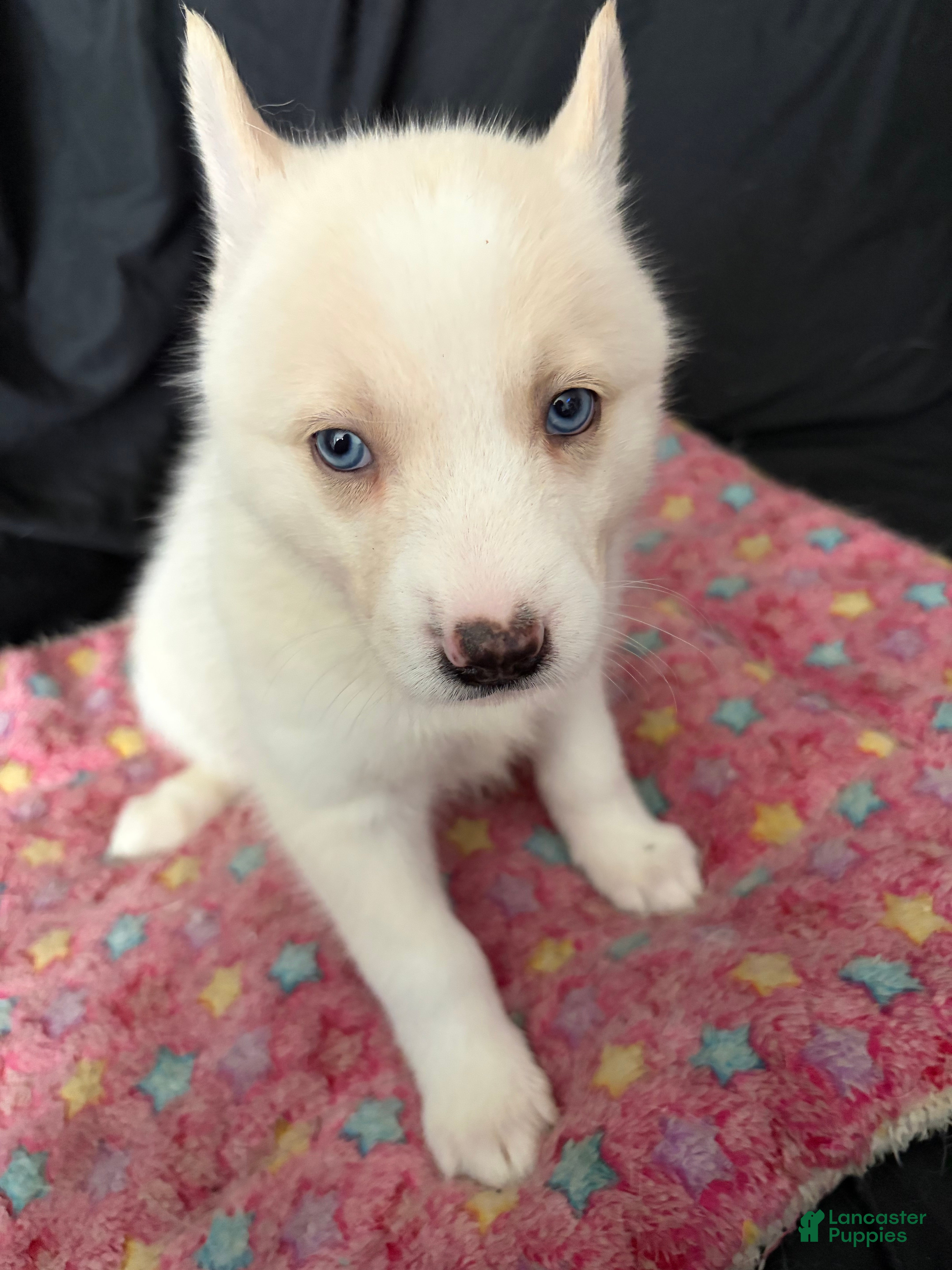 Pomsky dogs Icis - Ad 2